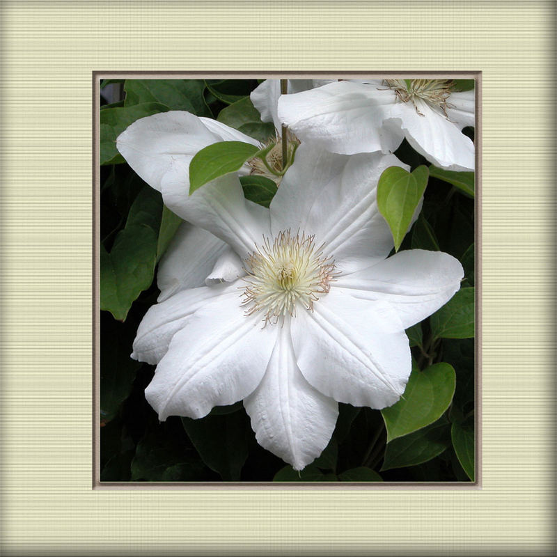 Clematis