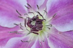 Clematis