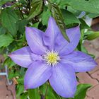 Clematis