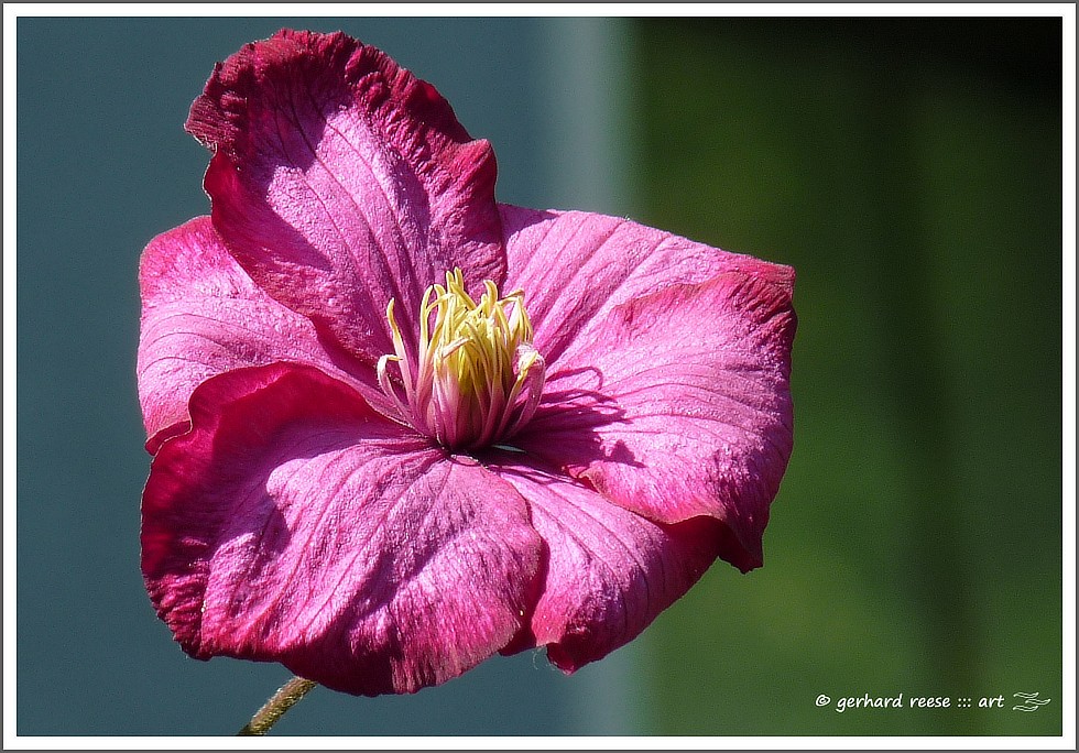 Clematis