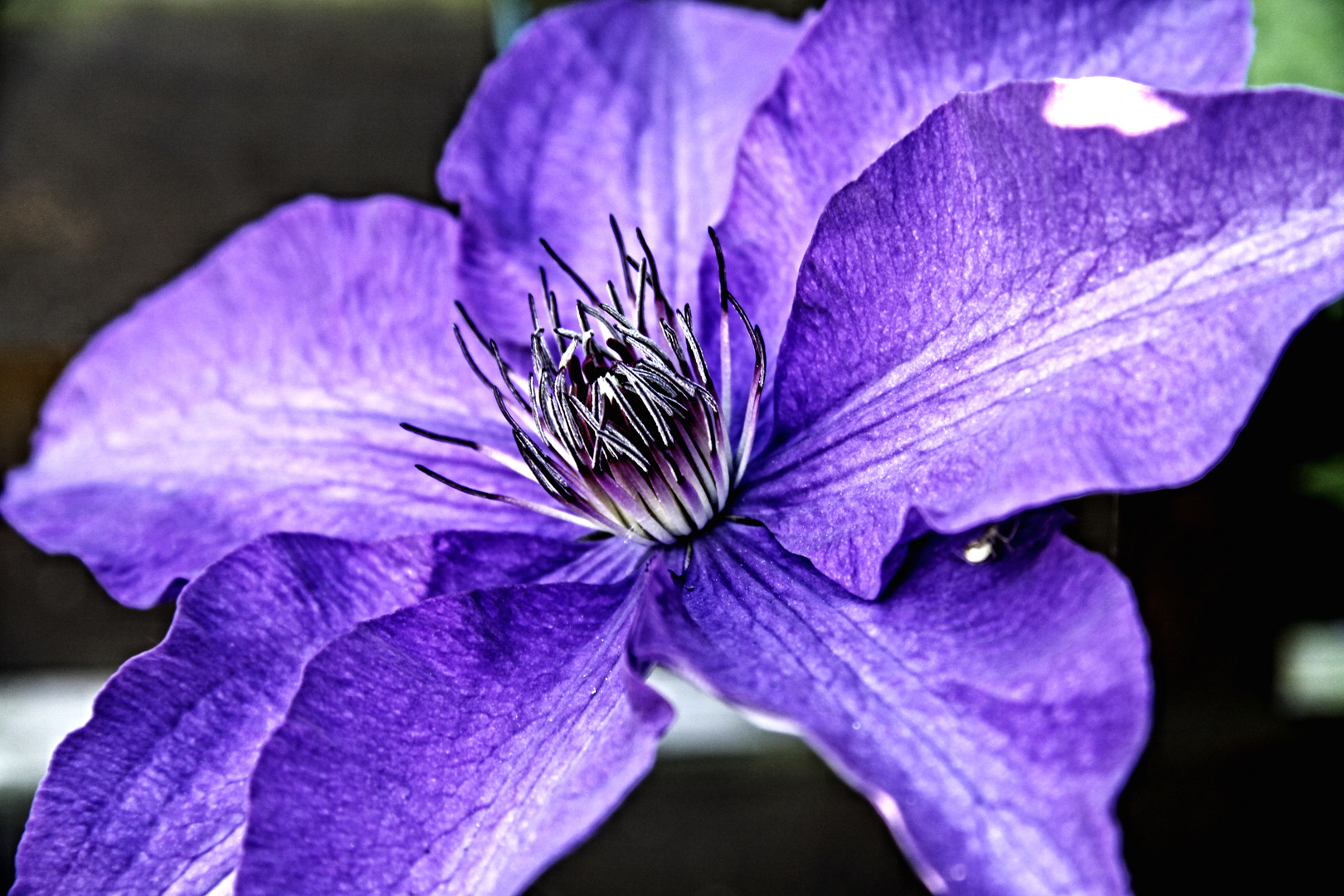 Clematis