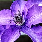 Clematis