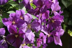 Clematis