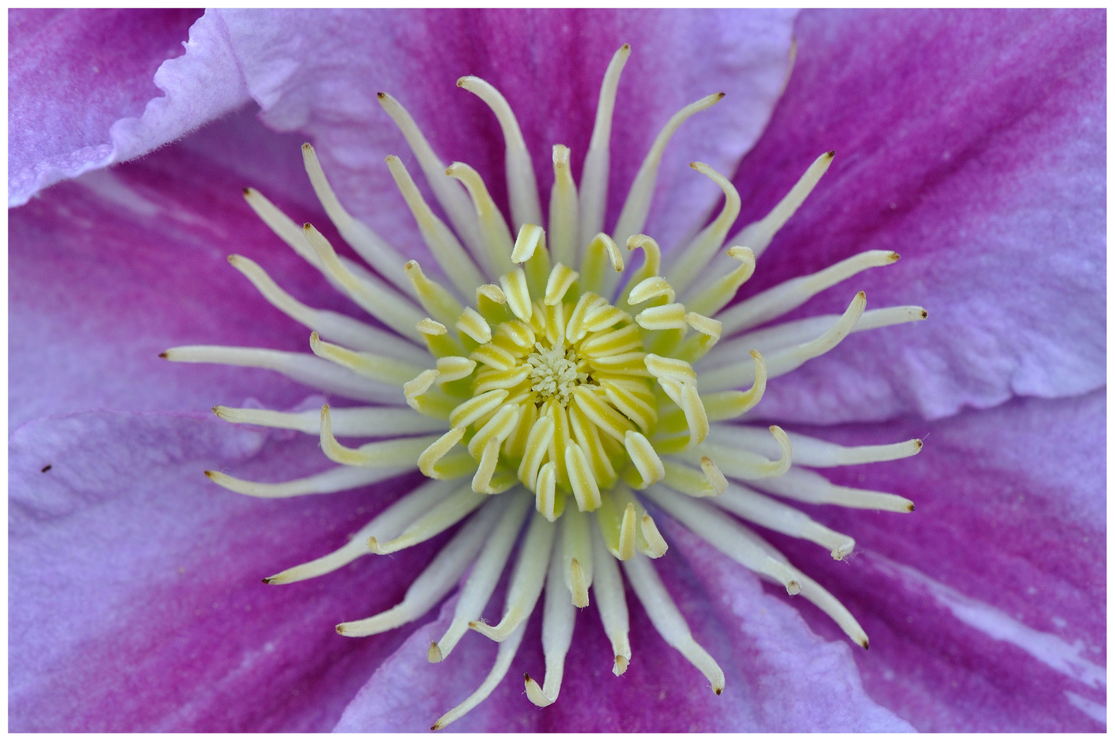 Clematis