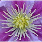 Clematis