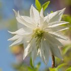 Clematis