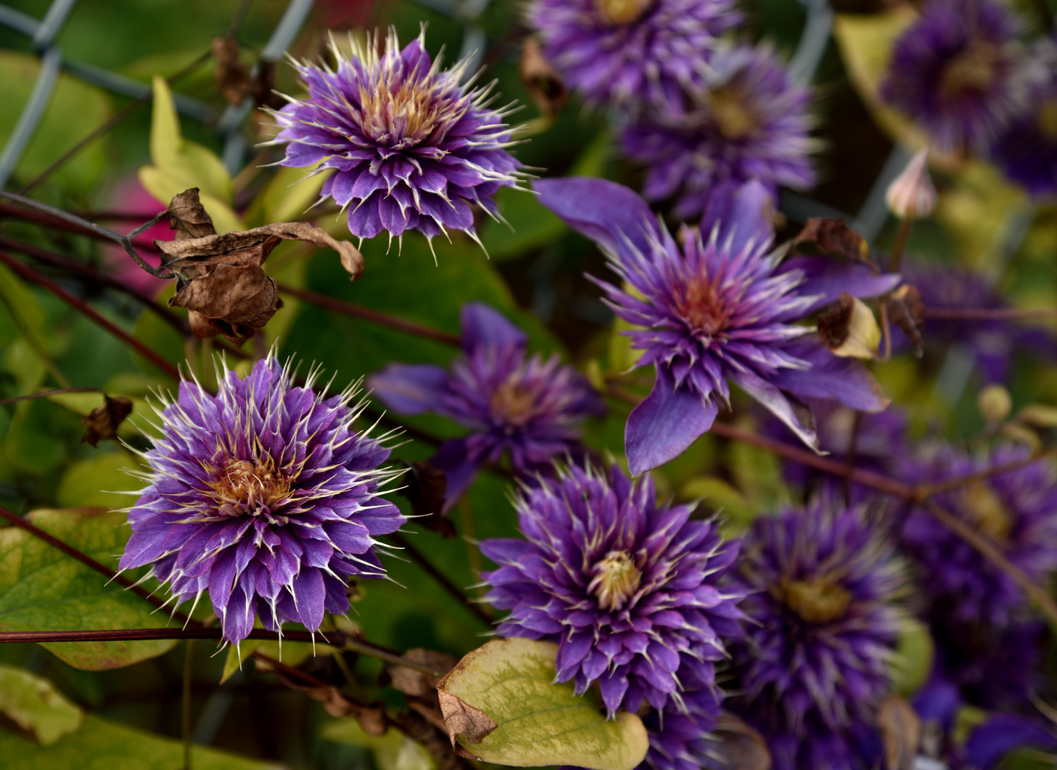 Clematis