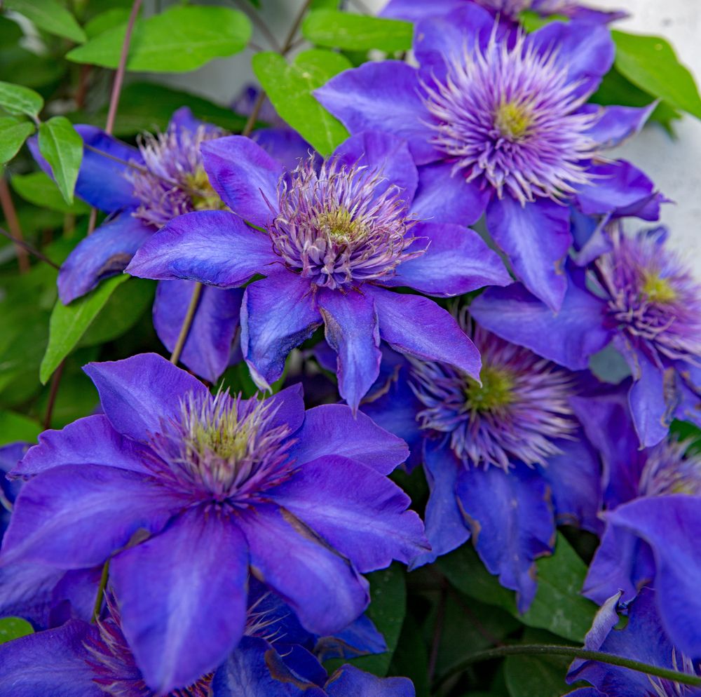 Clematis