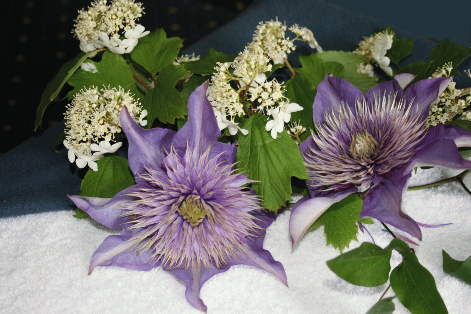 Clematis