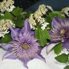 Clematis