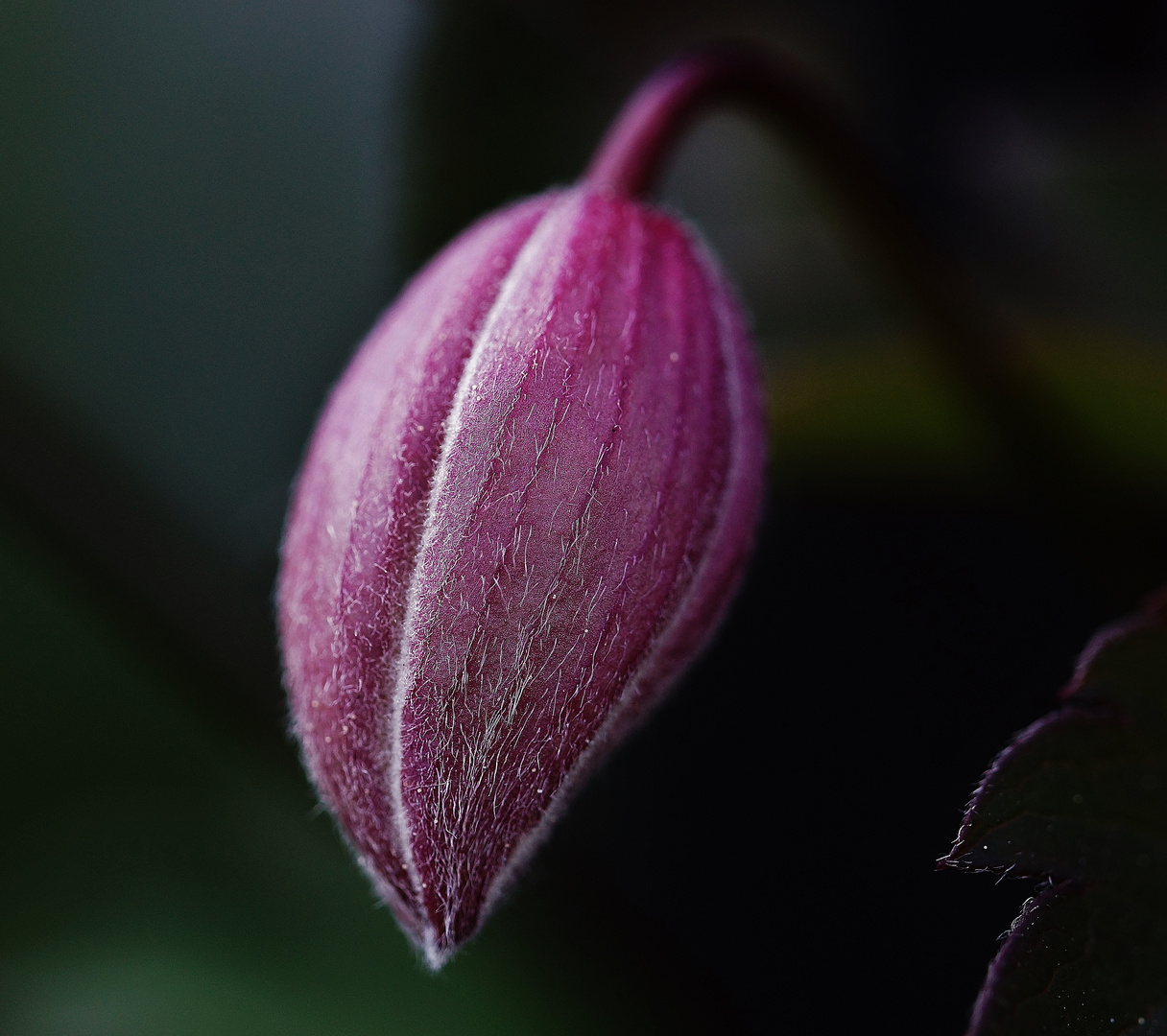 Clematis