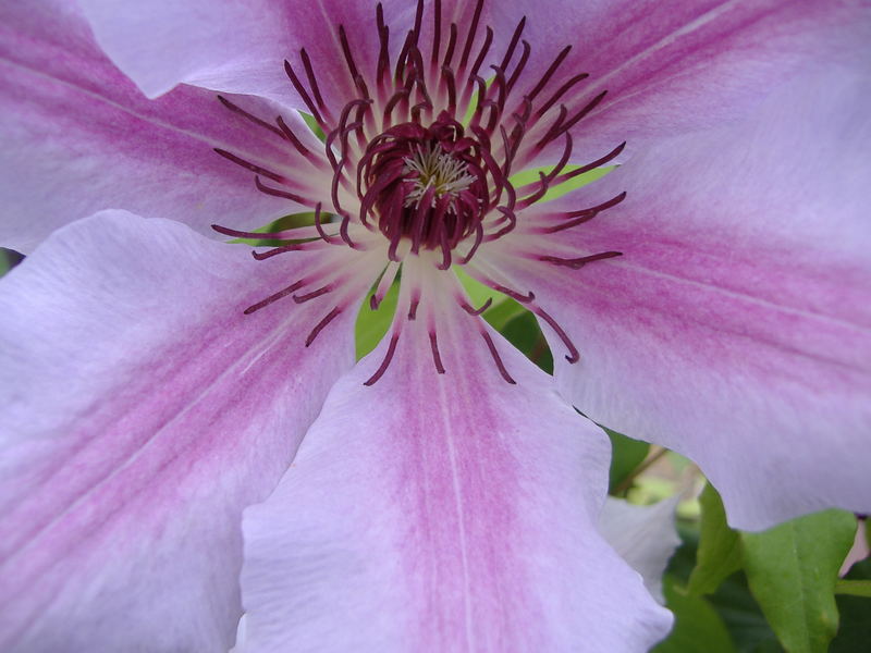 °°Clematis°°