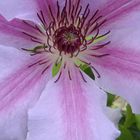 °°Clematis°°