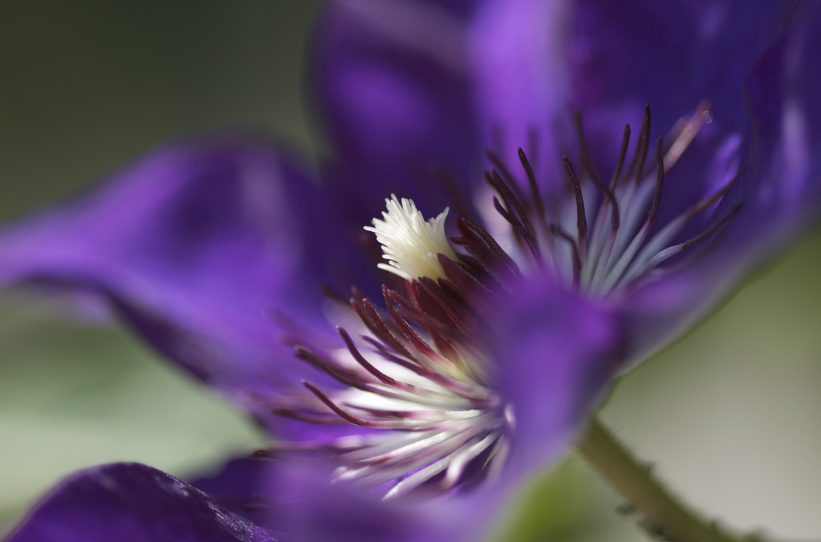 Clematis