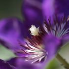 Clematis