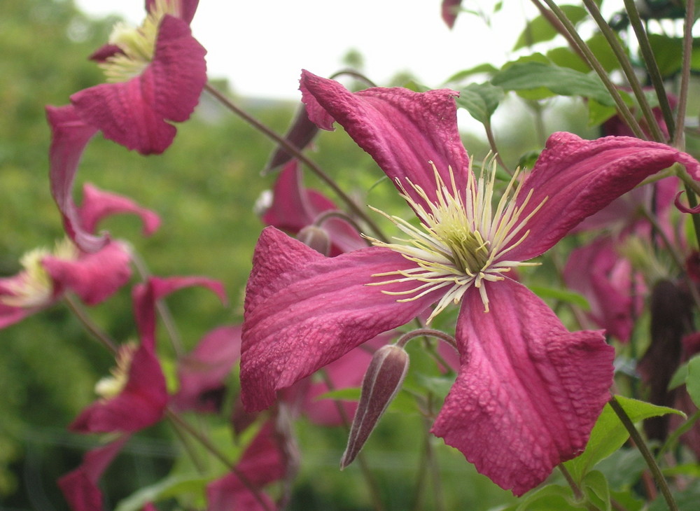 Clematis