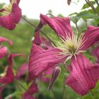 Clematis