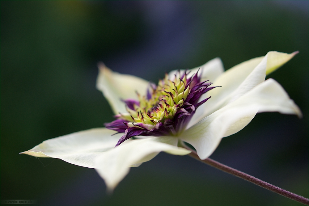 ... clematis ...