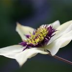 ... clematis ...