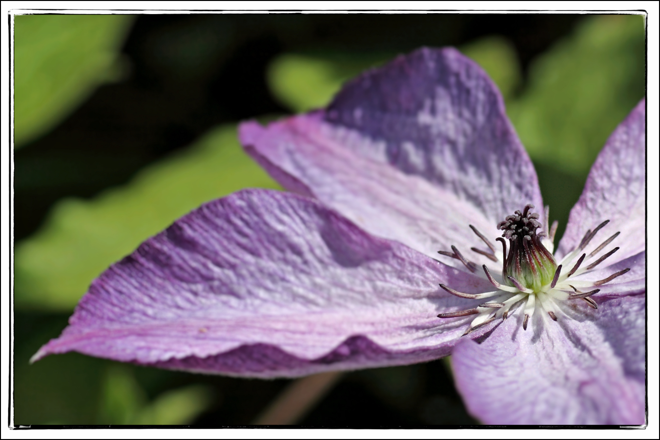 Clematis