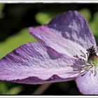 Clematis