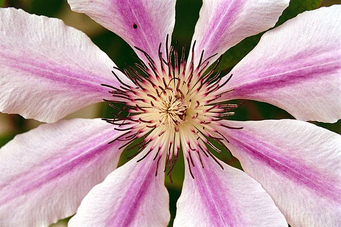 Clematis