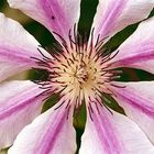 Clematis