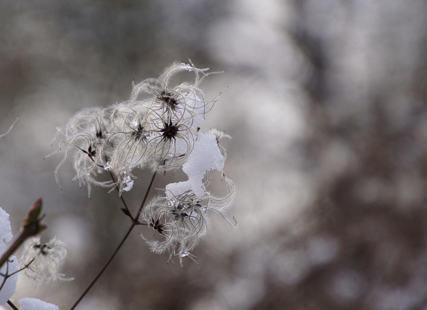 Clematis