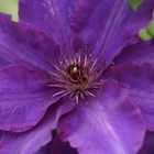 Clematis