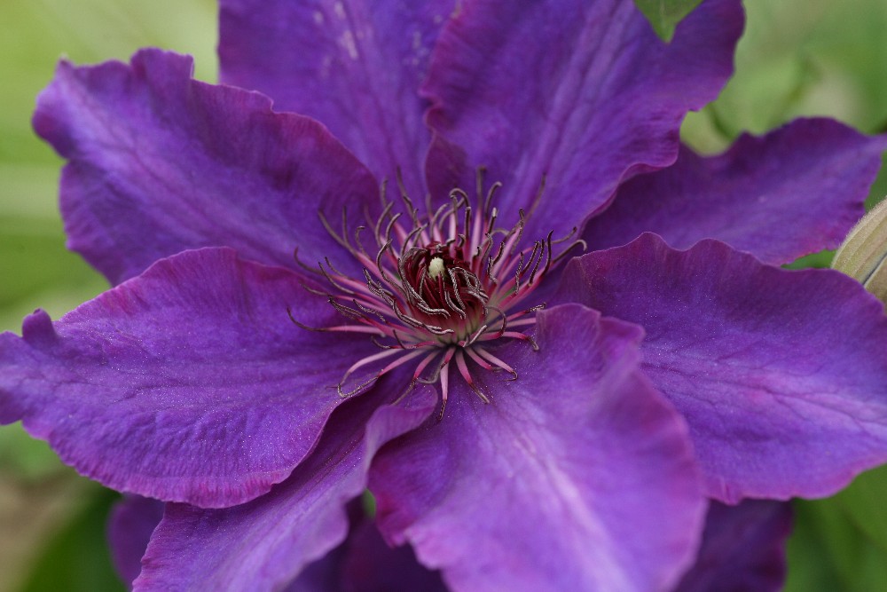 Clematis