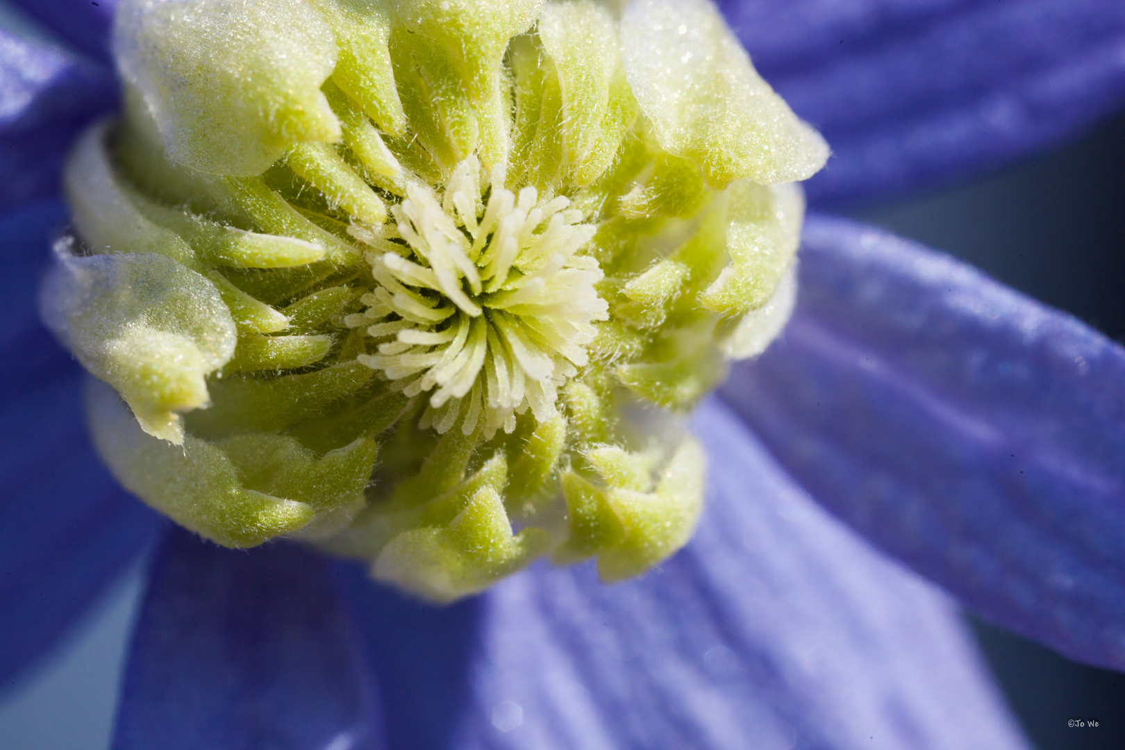 Clematis