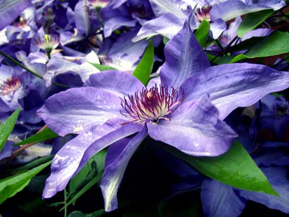 clematis