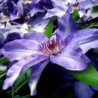 clematis