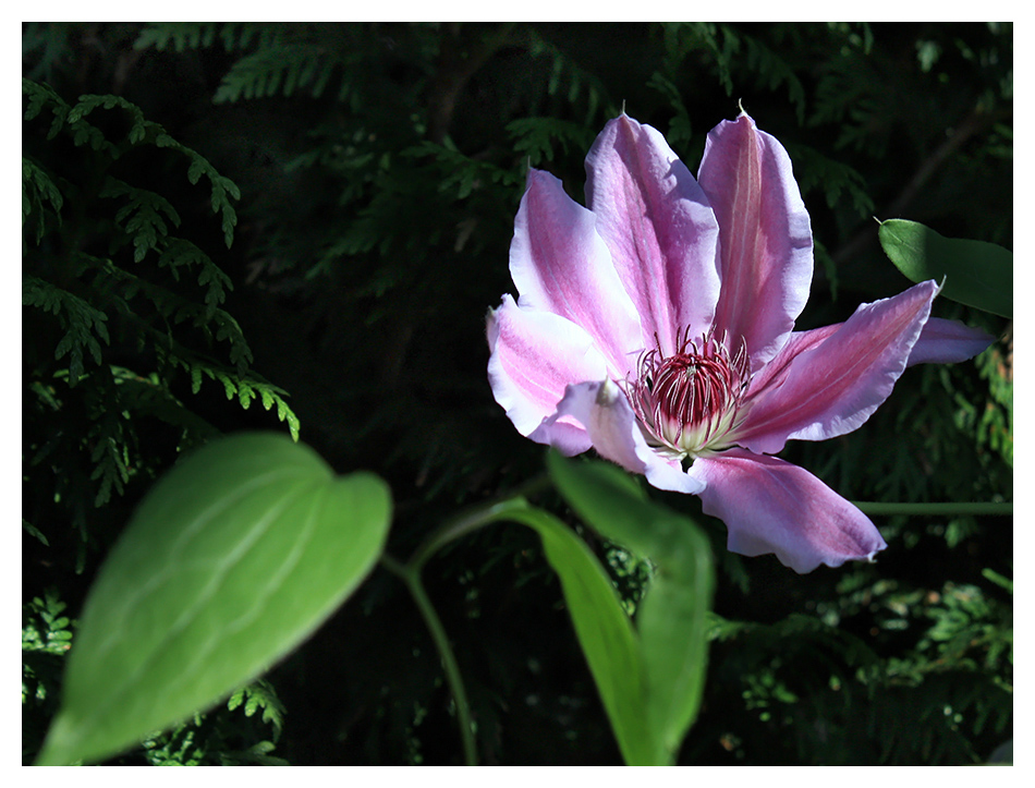 clematis