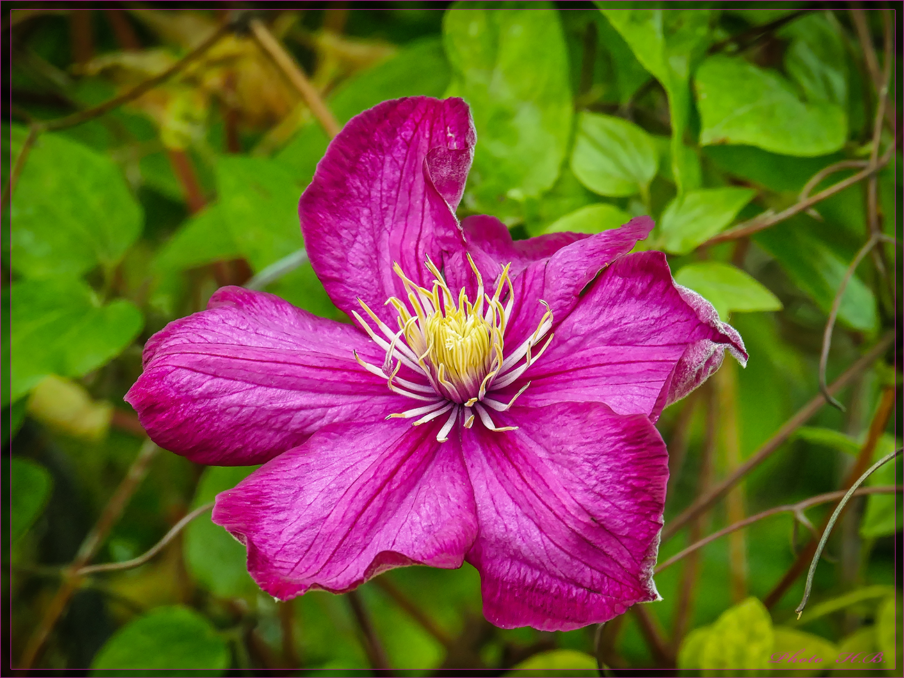 *** CLEMATIS ***