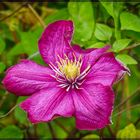 *** CLEMATIS ***