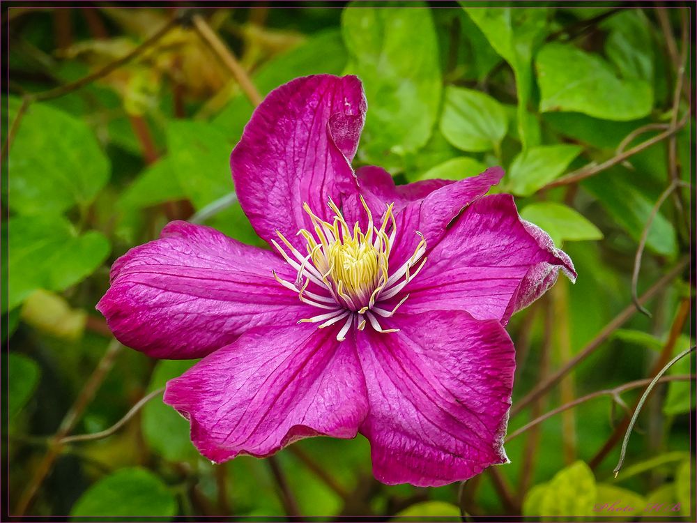 *** CLEMATIS ***