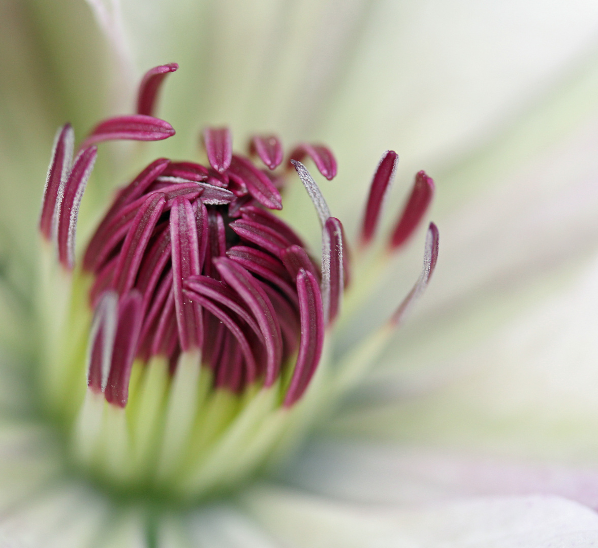 Clematis