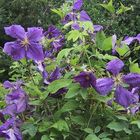 Clematis