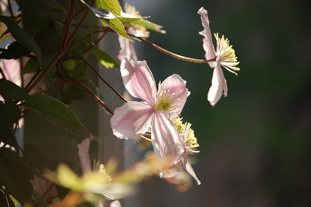 Clematis