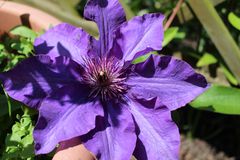 Clematis