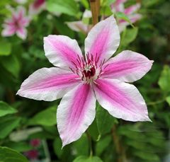 Clematis -Carnaby-