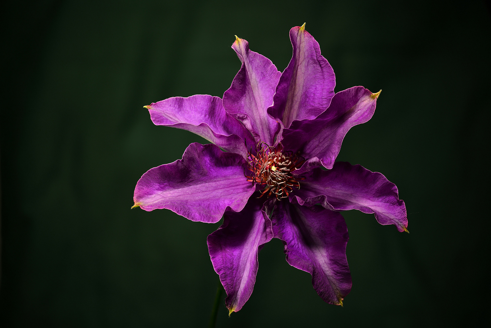 Clematis Cassis