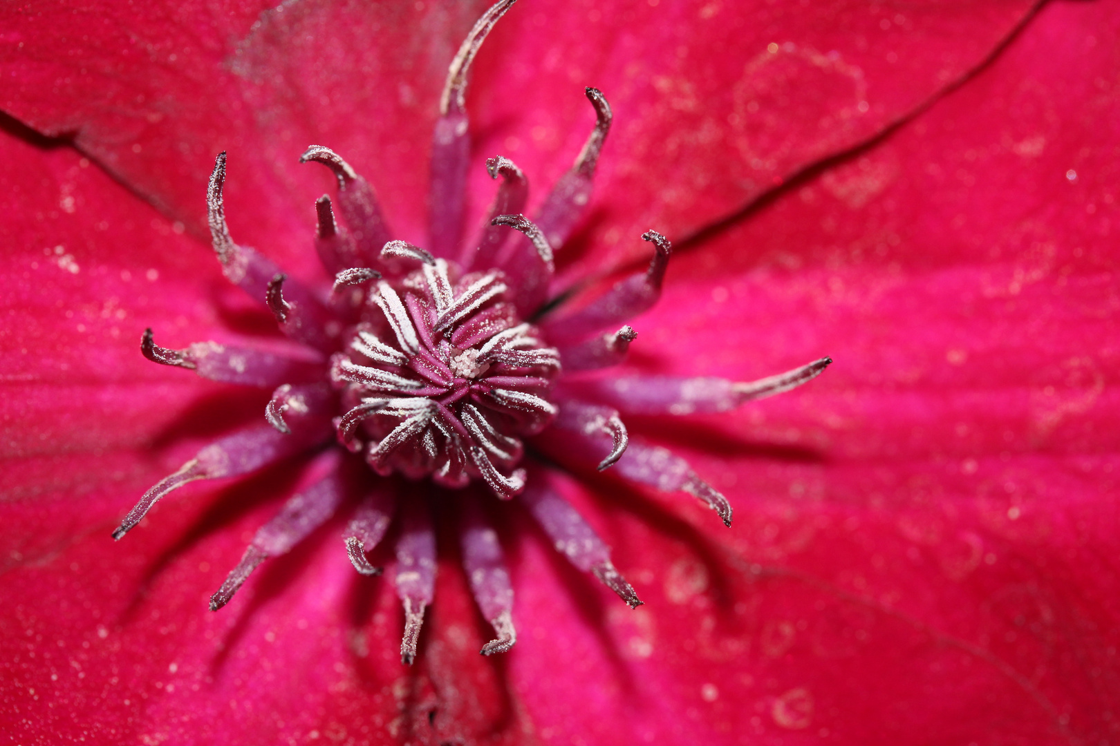 Clematis