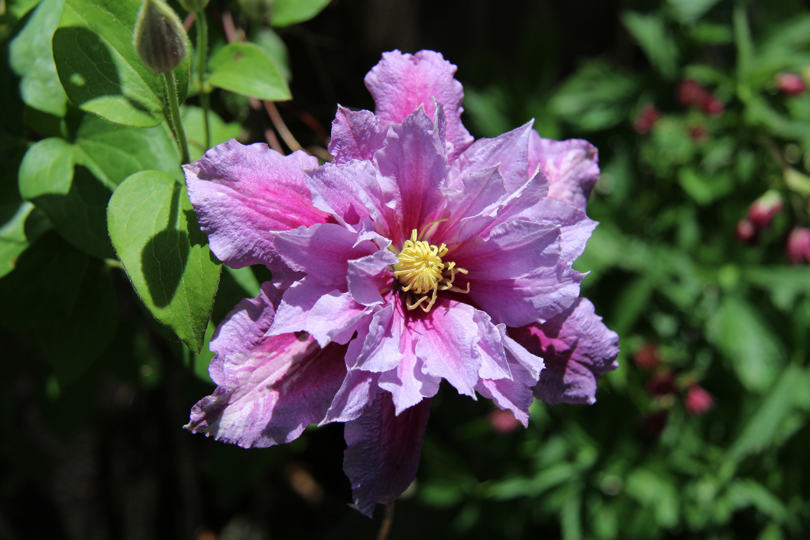 Clematis