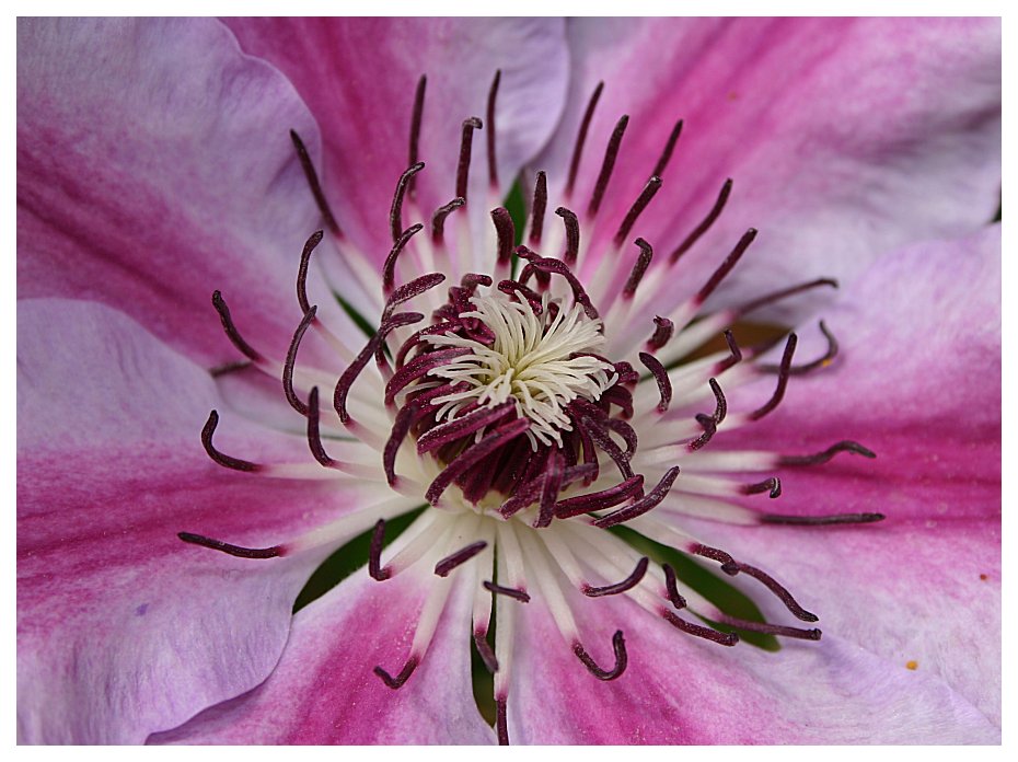 clematis