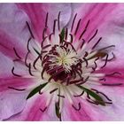 clematis