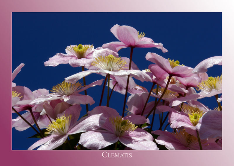 Clematis.