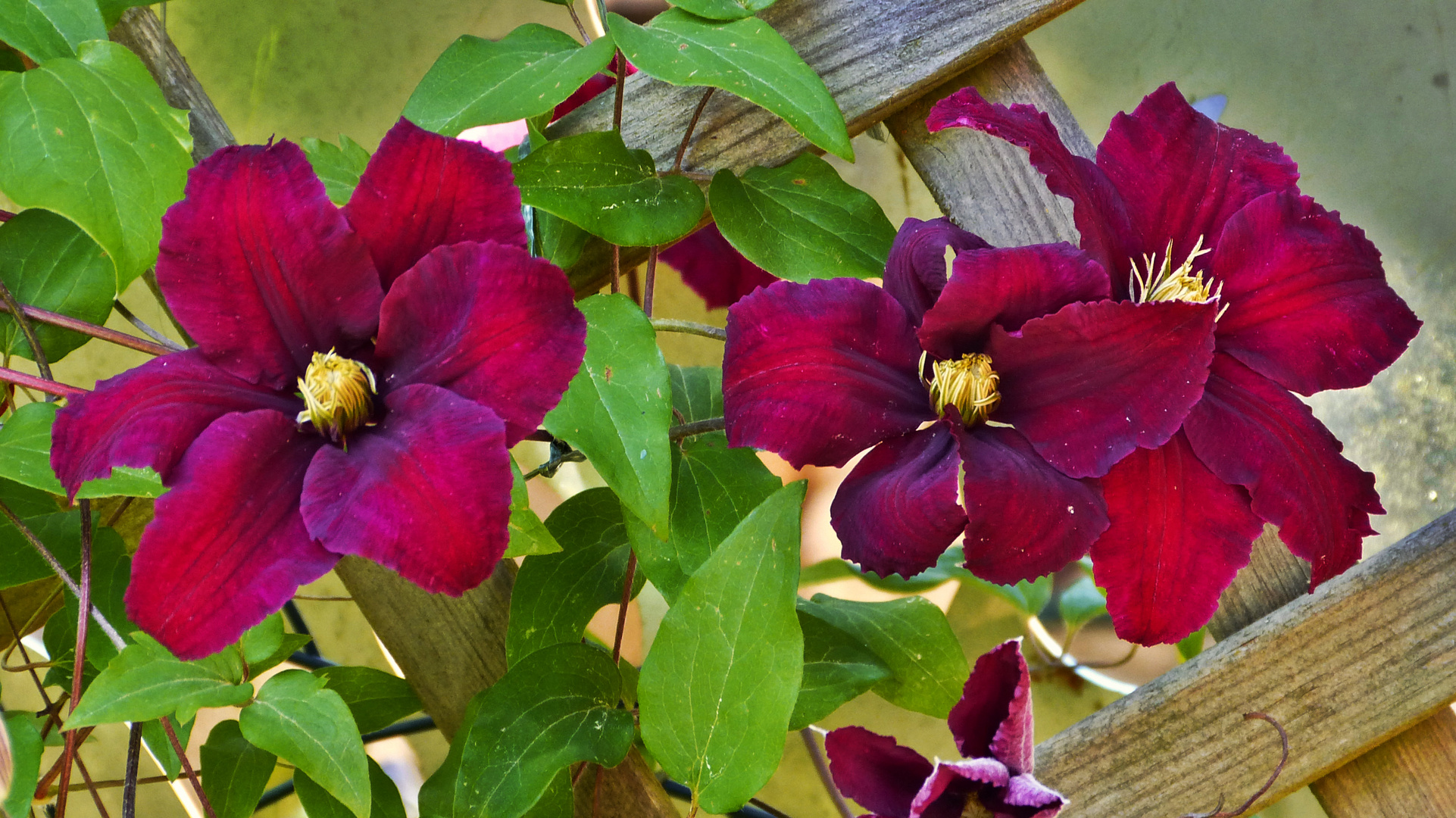 Clematis  