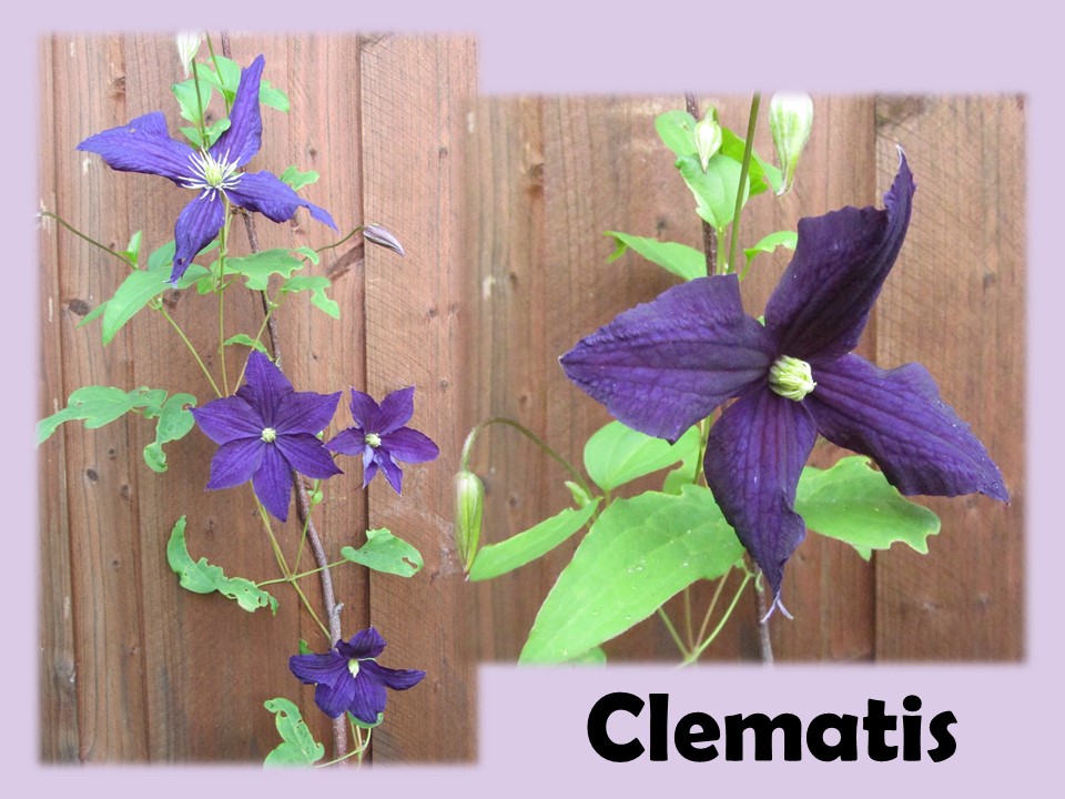 Clematis